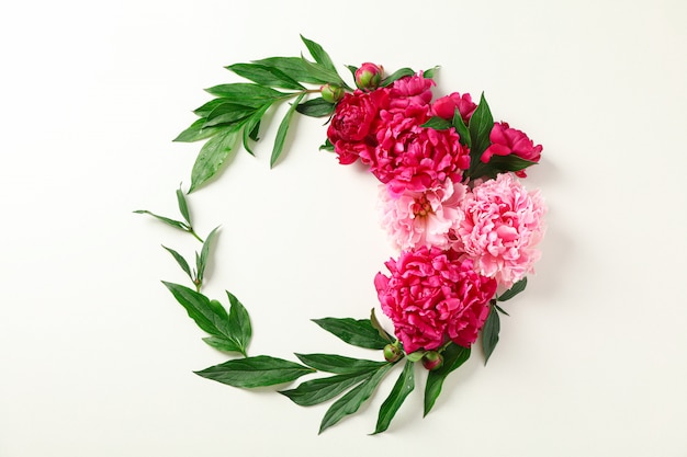 beautiful peonies and stately green leaves on white background