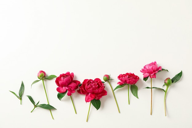 beautiful peonies on white background