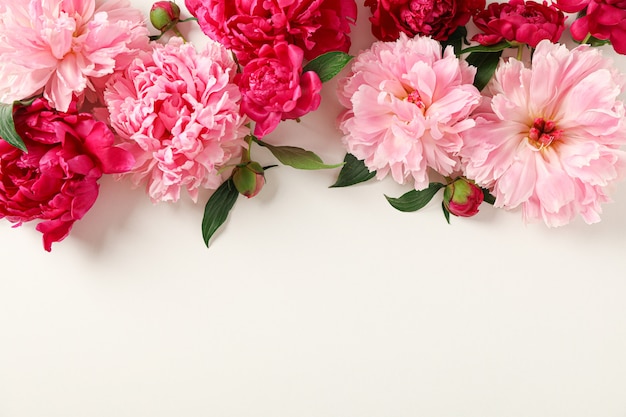 beautiful peonies on white background