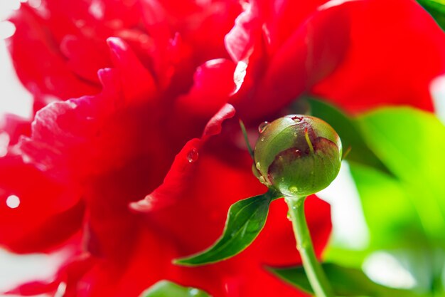 Beautiful peony bud with morning dew. 