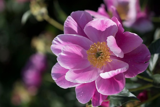 Beautiful peony in the field