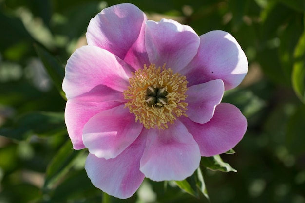 Beautiful peony in the field