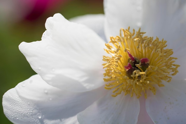 Beautiful peony in the field