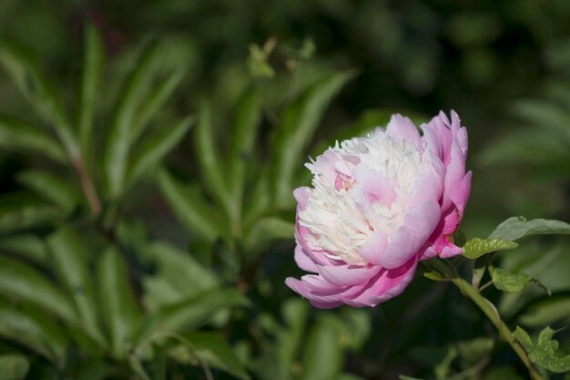 Beautiful peony in the field