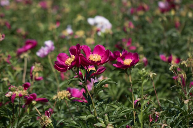 Beautiful peony in the field