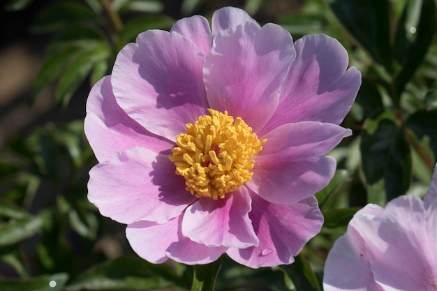 Beautiful peony in the field