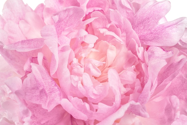 Beautiful peony flower closeup