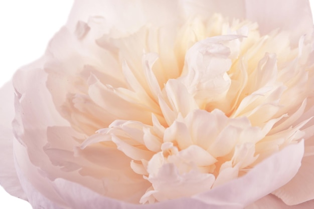 Beautiful peony flower closeup