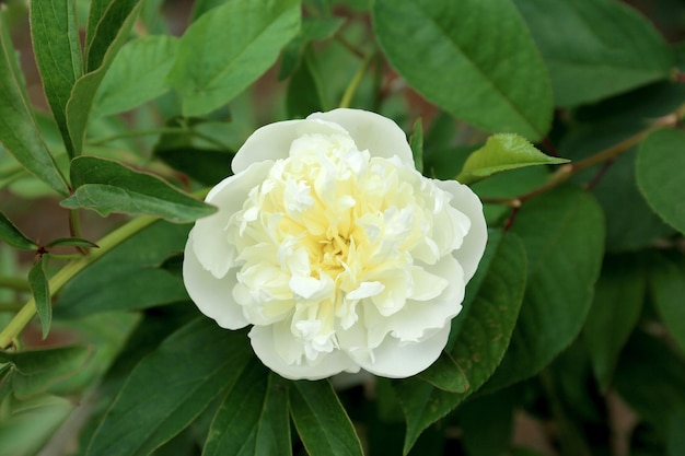 Beautiful peony flower in garden closeup