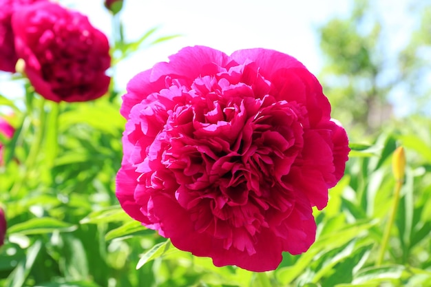 Beautiful peony flower in spring garden on sunny day