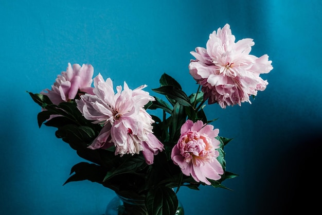 Bellissimo fiore di peonia in primavera