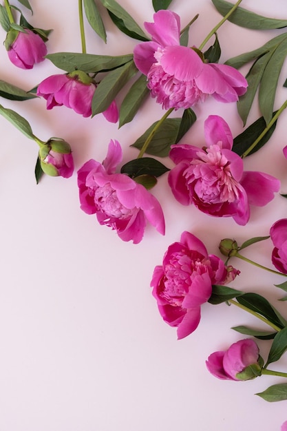 분홍색 배경에 있는 아름다운 모란 꽃 심미적 미니멀리즘 꽃 조성 발렌타인 데이 어머니의 날 휴일