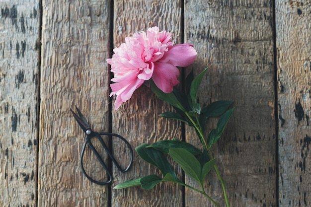 Beautiful peony and scissors flat lay in sunlight on rustic aged wood Stylish floral greeting card Fresh pink peony flower on wooden table moody image Gathering flowers in countryside