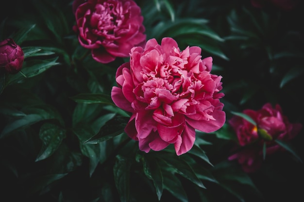 Beautiful peony in the summer garden