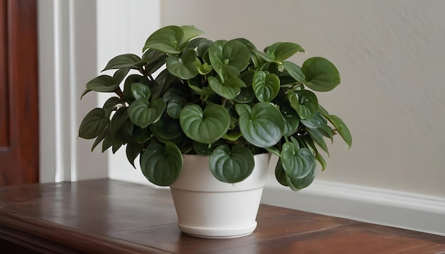 Beautiful Peperomia plant in a classic style room