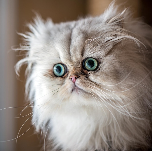 Beautiful Persian cat with white fur and gree-blue eyes