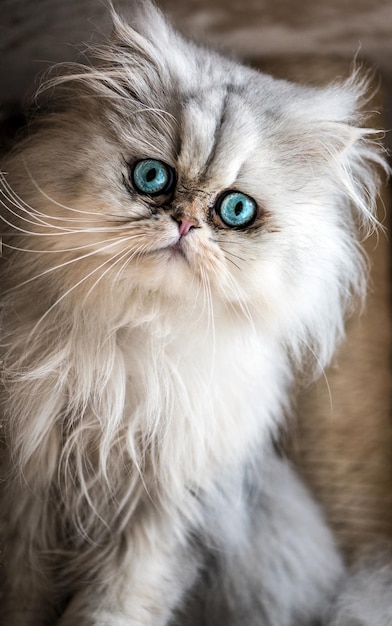 Beautiful Persian cat with white fur and gree-blue eyes