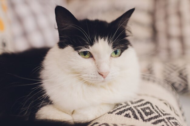 Beautiful pet cat sitting home looking away.