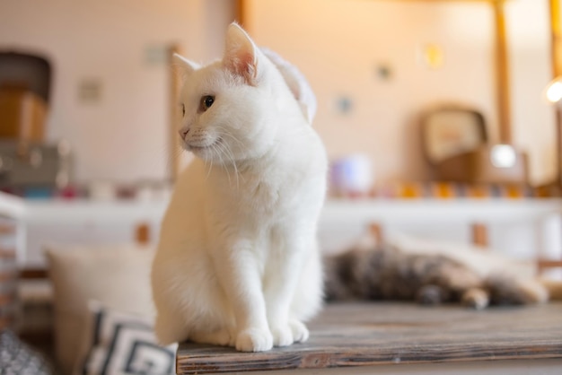 家のテーブルに座ってカメラを見ている美しいペットの猫 リラックスしたふわふわの毛むくじゃらの縞模様の家畜