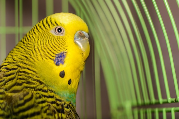 The beautiful pet wavy parrot is brightly green-colored. Green, yellow and blue budgie australian parrot sitting in cage. Cute budgie close-up and copy space.