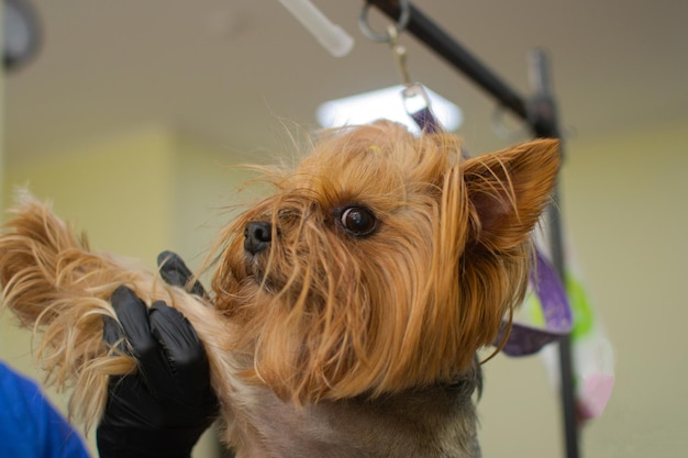 아름다운 애완 동물 요크셔 테리어가 미용실에서 머리를 자르기 전에 조용히 주인을 바라보고 있습니다.
