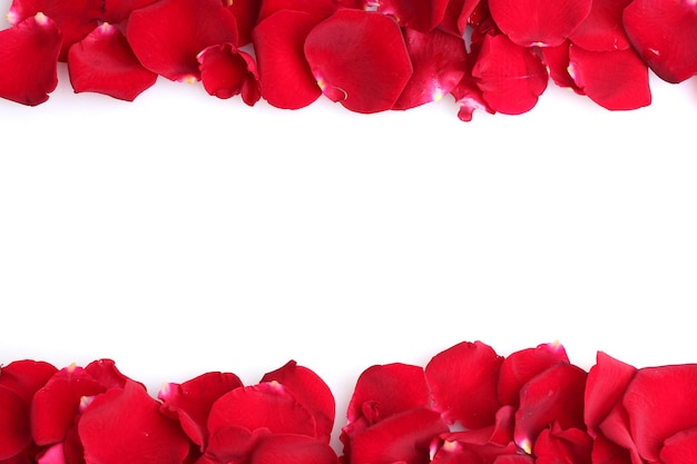 Beautiful petals of red roses isolated on white