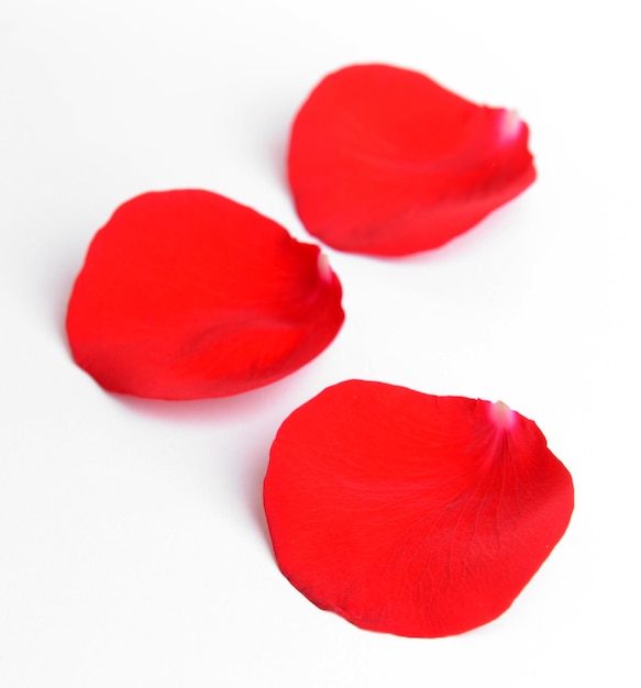 Beautiful petals of red roses isolated on white