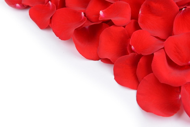 Beautiful petals of red roses on white background