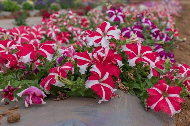 Beautiful petunia colorful flowers blooming in the garden