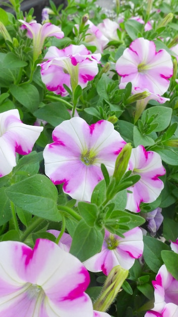 公園に美しいペチュニアの花が咲きます