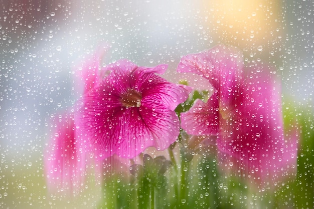 雨滴とガラスを通してぼやけた美しいペチュニアの花