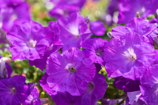 봄철 Petunia Grandiflora의 정원에 있는 아름다운 피튜니아 꽃