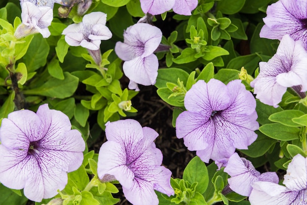 庭の美しいペチュニアの花