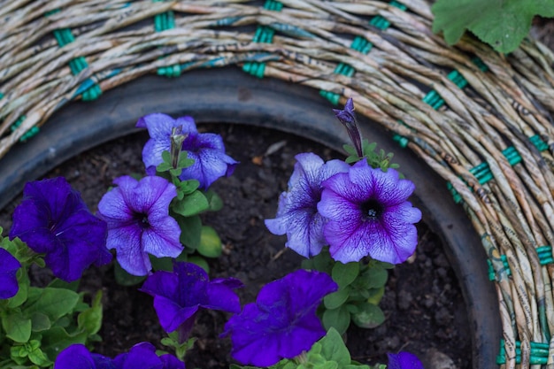 Foto bellissimi fiori di petunia in un'aiuola rotonda