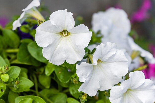 Beautiful petunia flowers with drops of water after a rain