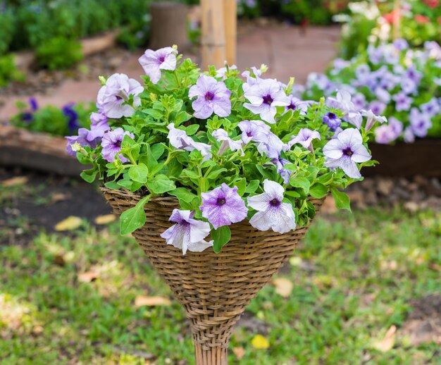 Beautiful petunia flowers