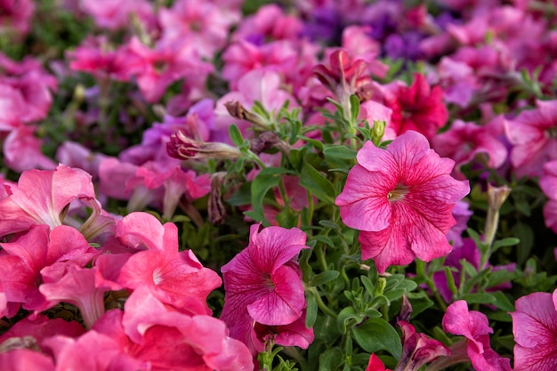Beautiful petunia grows on the flower beds in the park