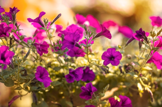 Beautiful Petunia Purple with light sunset