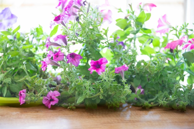 Beautiful petunias in a flower box