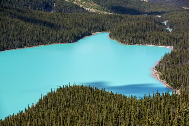 Beautiful Peyto Lake, Banff National Park, Alberta, Canada