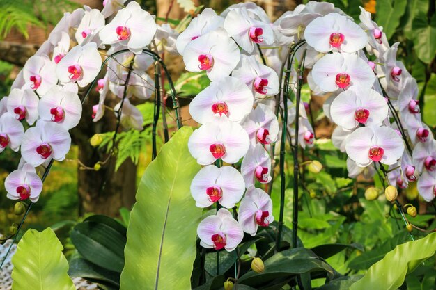 Beautiful Phalaenopsis Orchid flower blooming in garden floral background