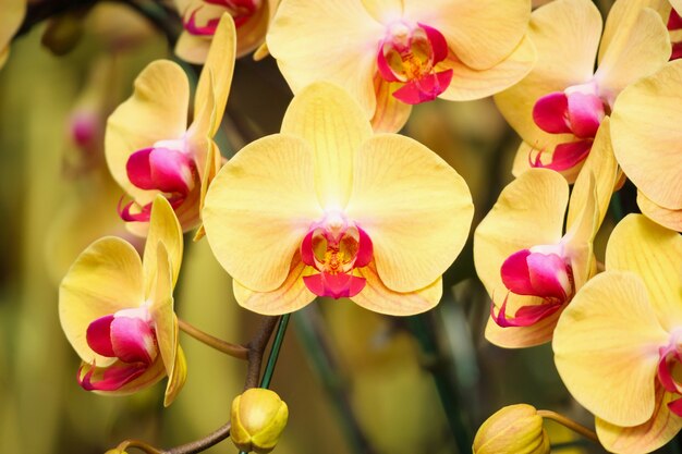 庭の花の背景に咲く美しい胡蝶蘭の花