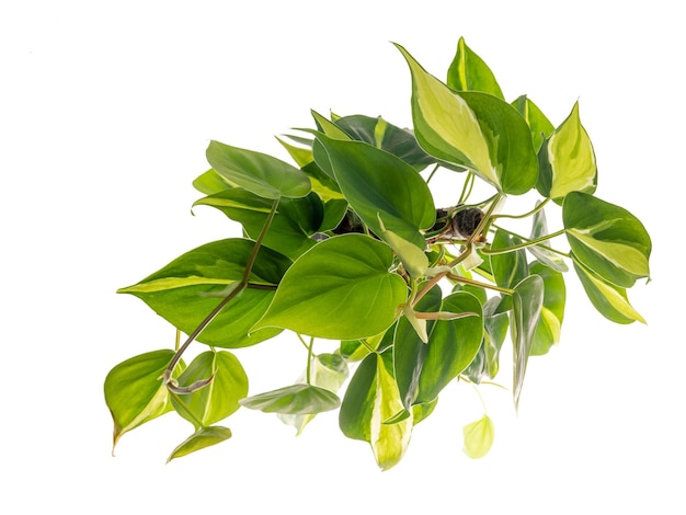 Beautiful philodendron cream splashheart leaf houseplants top view isolated on white with clipping path