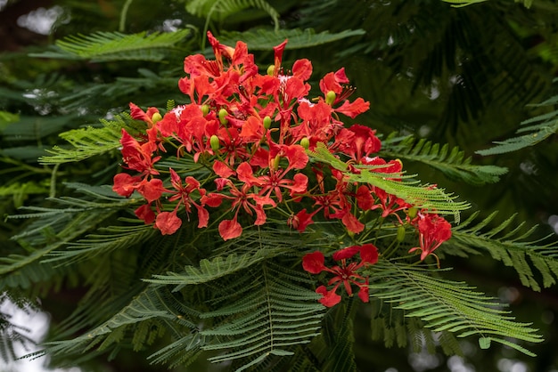 Foto bellissimo albero di fenice, disposizione ordinata di fiori rosso fuoco e foglie verdi