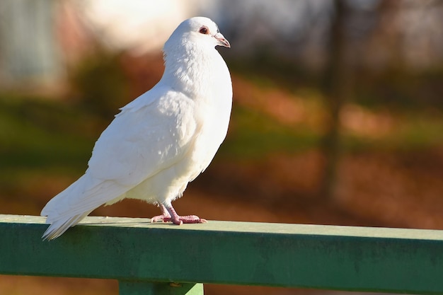 새의 아름다운 사진입니다. 야생 비둘기 (Columba livia domestica)와 화려한 배경.