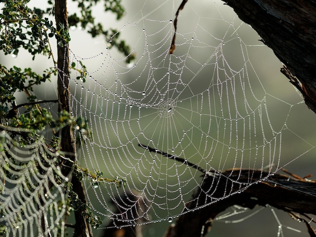 Beautiful photo of cobweb with dew drops