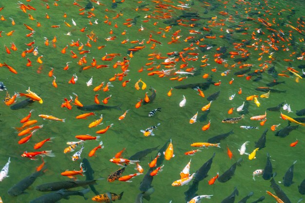 Foto bella foto del colorato stagno di pesci carpa specchio
