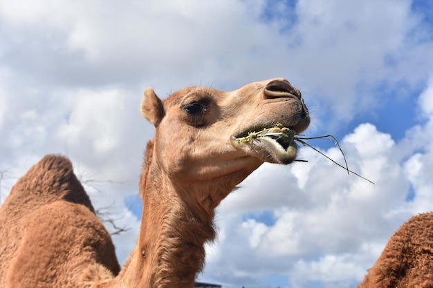 Beautiful Photo of Dromedary Camel on Sunnt Day.