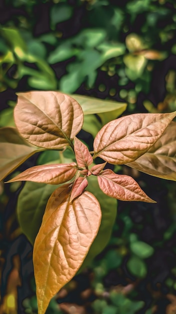 beautiful photo of forest leaves