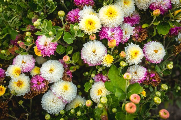 Beautiful photo from above on colorful flower bed at park